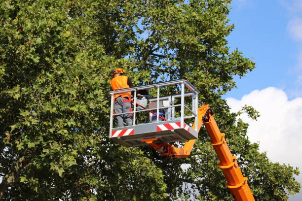 Professional Tree Services in Fruita, CO