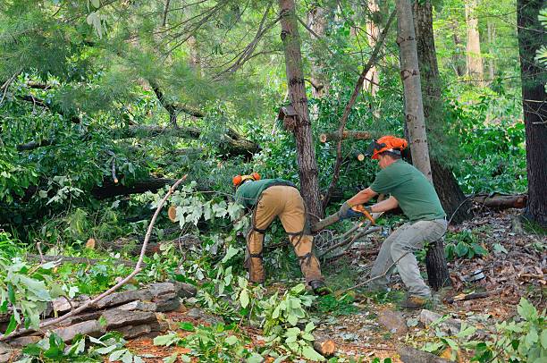 Reliable Fruita, CO Tree Services Solutions