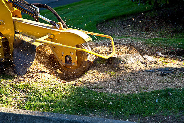 How Our Tree Care Process Works  in  Fruita, CO