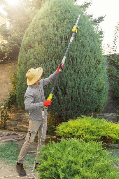 Best Lawn Pest Prevention  in Fruita, CO